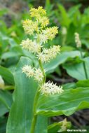 Image of feathery false lily of the valley