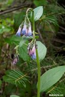 Image of tall fringed bluebells