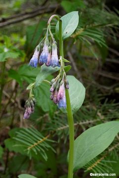 Mertensia ciliata var. stomatechoides (Kellogg) Jeps. resmi