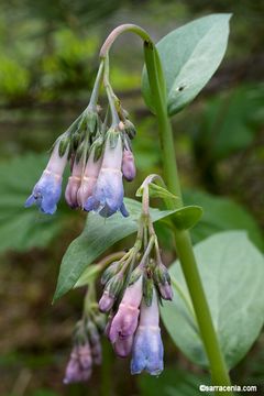 Mertensia ciliata var. stomatechoides (Kellogg) Jeps. resmi