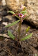 Image of <i>Mimulus leptaleus</i>