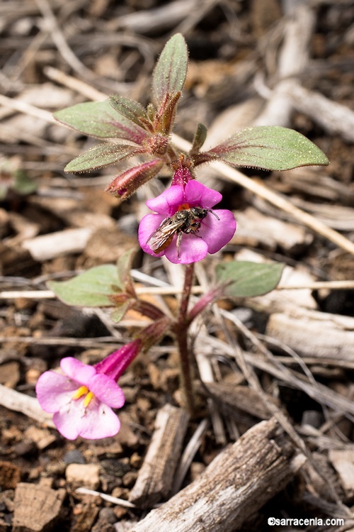 Image of <i>Mimulus torreyi</i>