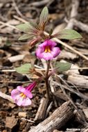 Image of <i>Mimulus torreyi</i>