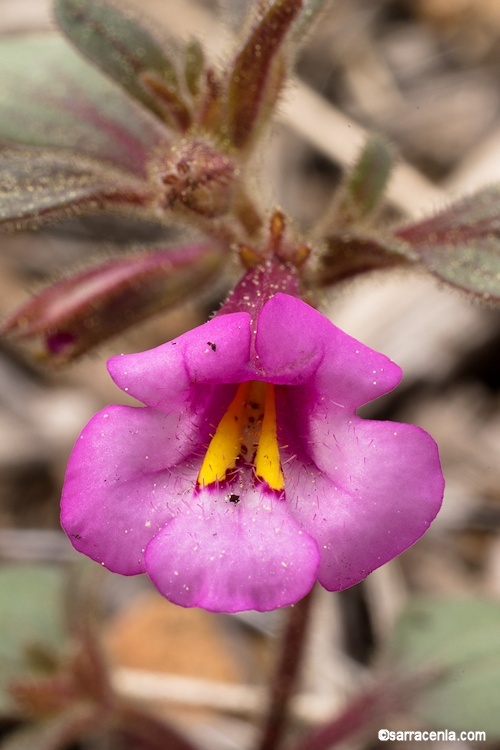 Image of <i>Mimulus torreyi</i>