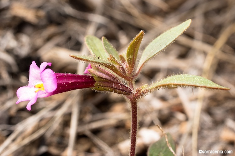 Image of <i>Mimulus torreyi</i>