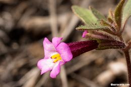 Image of <i>Mimulus torreyi</i>