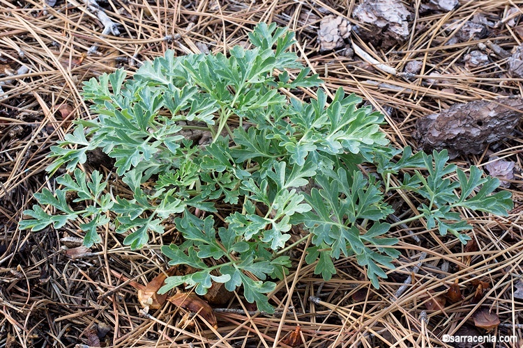 Image of Brown's peony