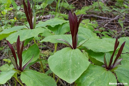 Image of narrowpetal wakerobin