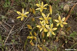 Слика од Triteleia ixioides subsp. scabra (Greene) L. W. Lenz