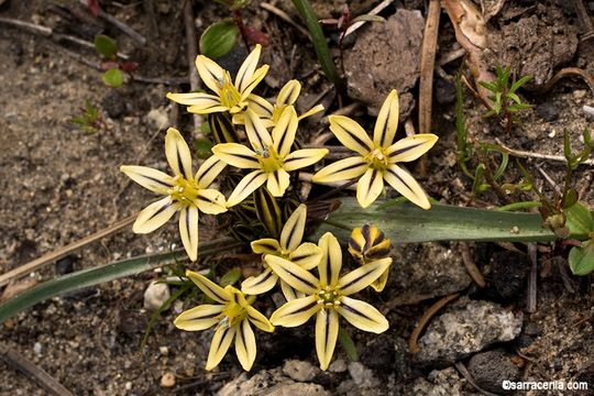 Слика од Triteleia ixioides subsp. scabra (Greene) L. W. Lenz