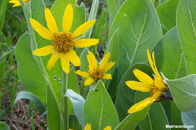 Image of woolly mule-ears