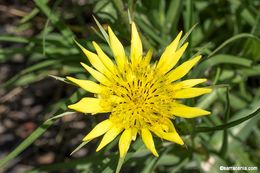 Image of yellow salsify