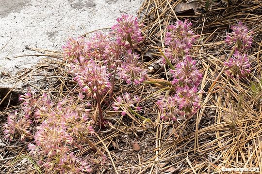 Image of dusky onion