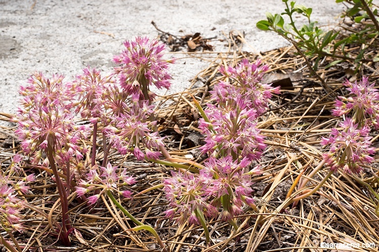 Image of dusky onion