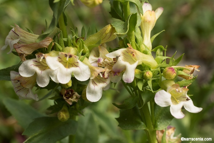 Image of scabland penstemon