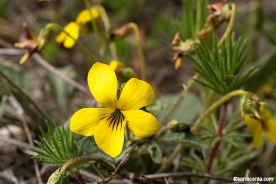 Image of goosefoot yellow violet