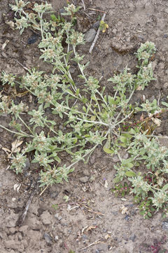 Image of western marsh cudweed