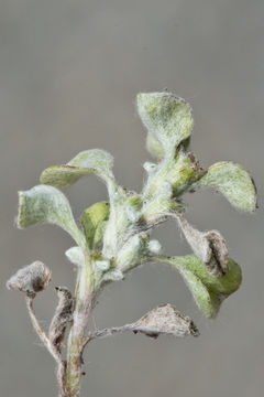 Image de Hesperevax sparsiflora var. brevifolia (A. Gray) J. D. Morefield