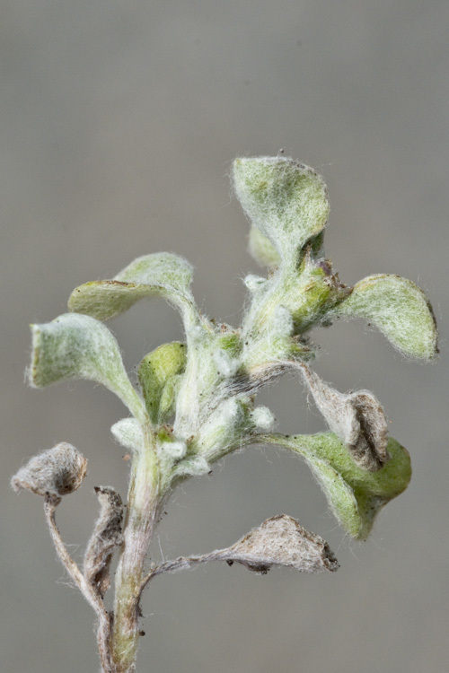 Imagem de Hesperevax sparsiflora var. brevifolia (A. Gray) J. D. Morefield