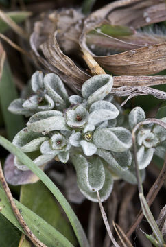 Image of shortleaf dwarf-cudweed