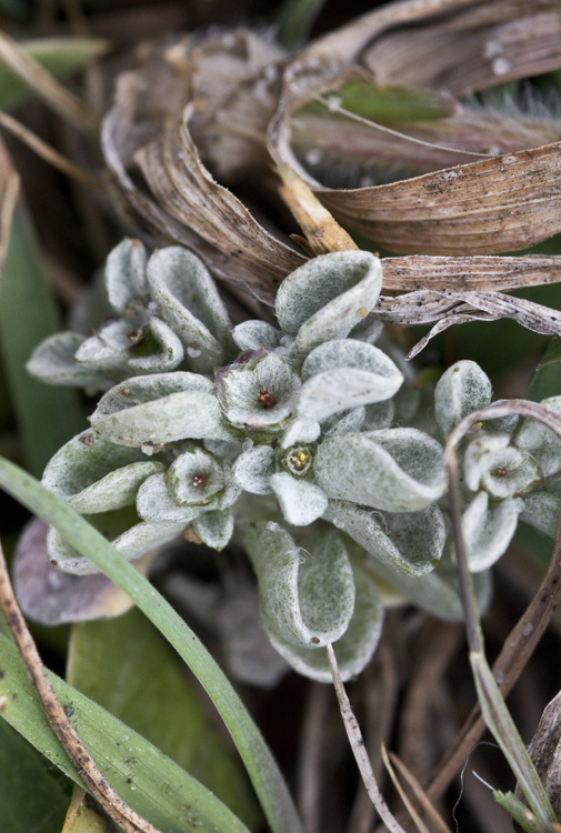 Imagem de Hesperevax sparsiflora var. brevifolia (A. Gray) J. D. Morefield