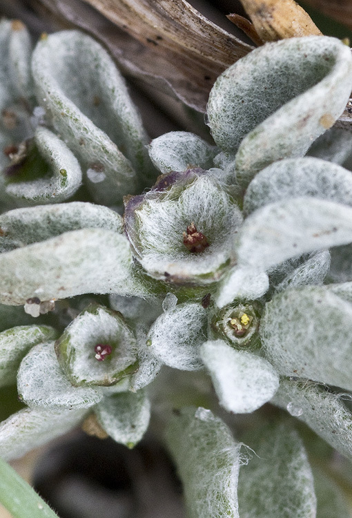 Imagem de Hesperevax sparsiflora var. brevifolia (A. Gray) J. D. Morefield