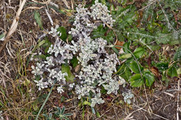 Imagem de Hesperevax sparsiflora var. brevifolia (A. Gray) J. D. Morefield