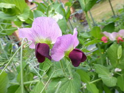 Image of garden pea