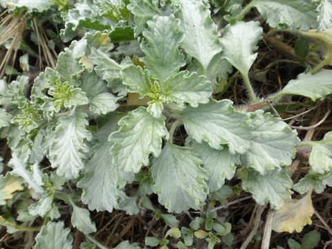 Image of silver bur ragweed