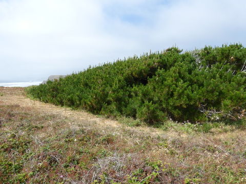 Image of Cedros Island Pine