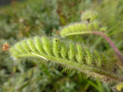 Image of stinging phacelia