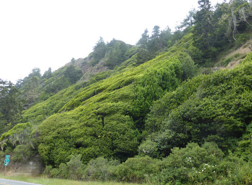 Umbellularia californica (Hook. & Arn.) Nutt. resmi