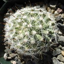 Image of Mammillaria boolii G. E. Linds.