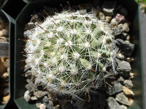 Image de Mammillaria boolii G. E. Linds.