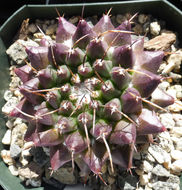 Image of <i>Mammillaria bucareliensis</i>