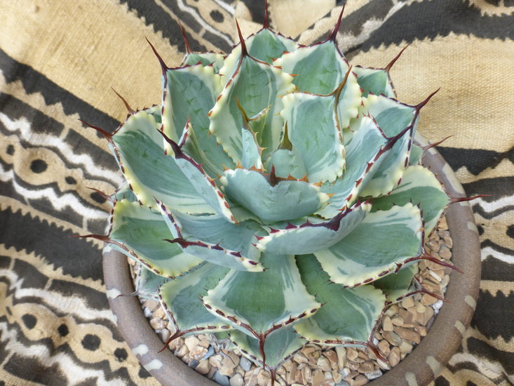 Image of Agave potatorum Zucc.