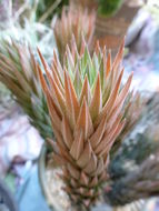 <i>Haworthia glauca</i> var. <i>herrei</i> resmi