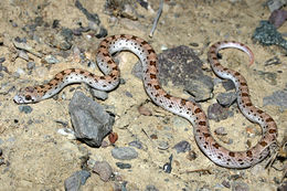 Image of Spotted Leafnose Snake