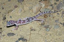 Image of Western Banded Gecko