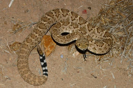 Image de Crotalus atrox Baird & Girard 1853