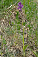 Image of <i>Dactylorhiza lapponica</i> ssp. <i>rhaetica</i>