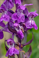 Image of <i>Dactylorhiza lapponica</i> ssp. <i>rhaetica</i>