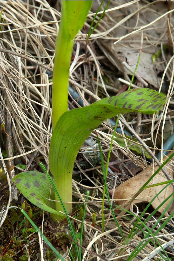 Image of <i>Dactylorhiza lapponica</i> ssp. <i>rhaetica</i>