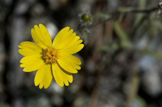 Image of serpentine tarweed