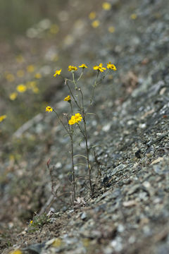 Image of serpentine tarweed