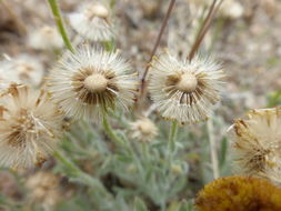 Image of <i>Erigeron <i>aphanactis</i></i> var. aphanactis
