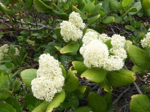 Ceanothus velutinus Dougl. resmi