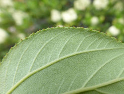 Ceanothus velutinus Dougl. resmi