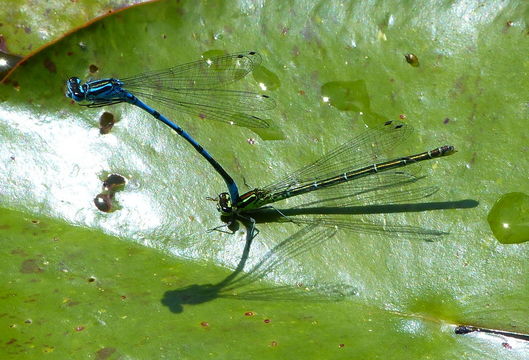 Image of Azure Bluet