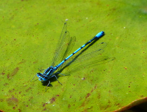 Image of Azure Bluet